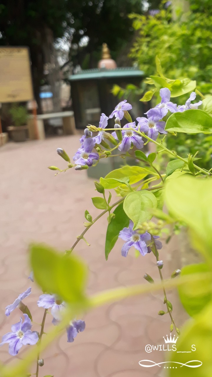 little purple flowers