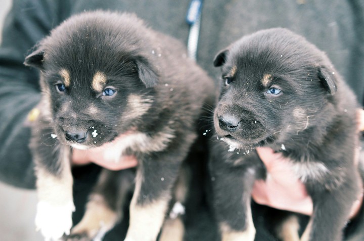 dogs