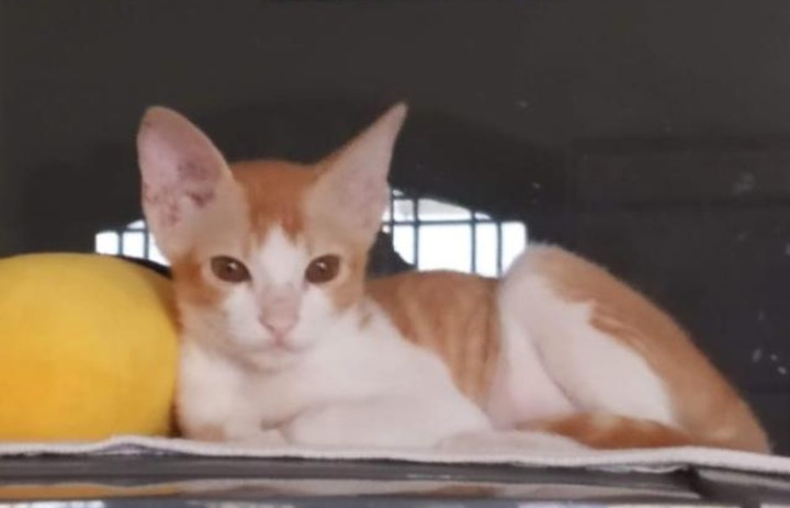 cat.. planning something..