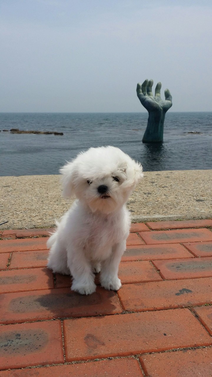 토미
