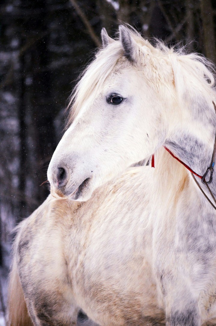 horse