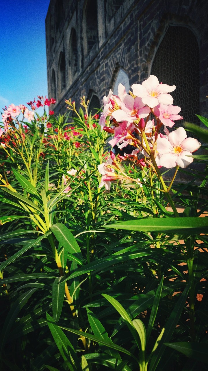 colorful flowers