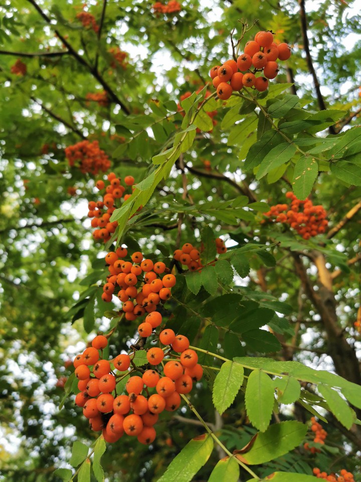 rowan