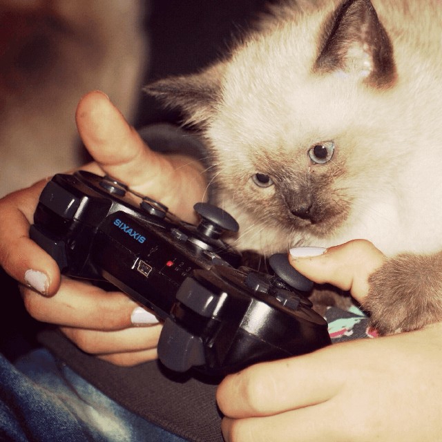даже коты любят поиграть.... ?