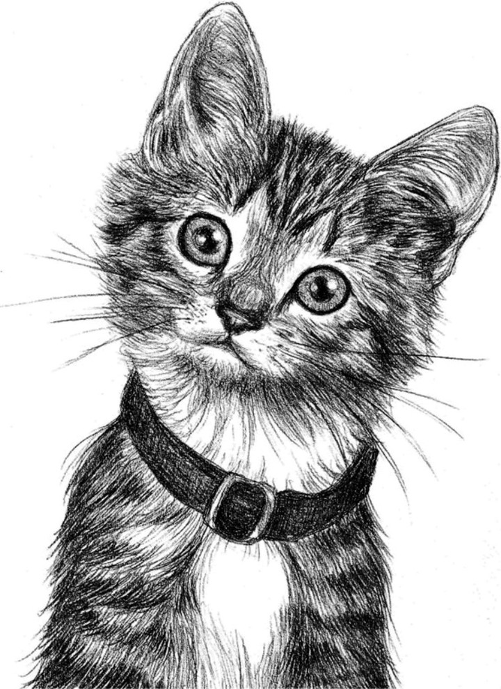 Homeless cat.