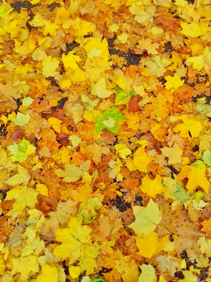Autumn