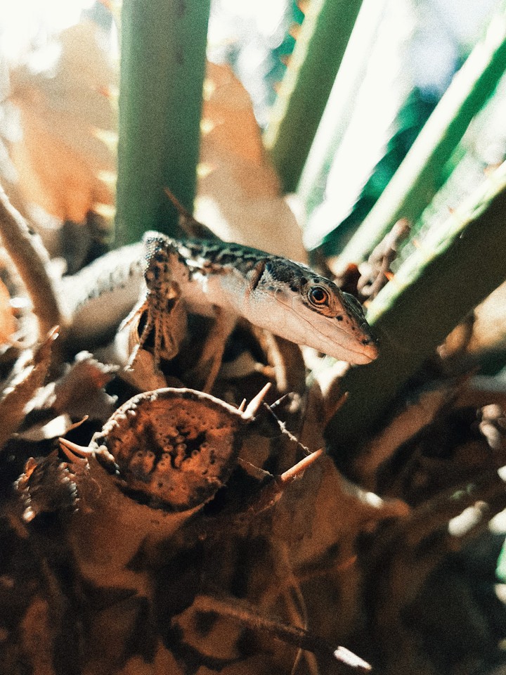 Nature