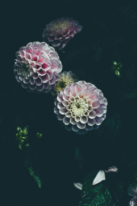 fonds d'écran organism, flower
