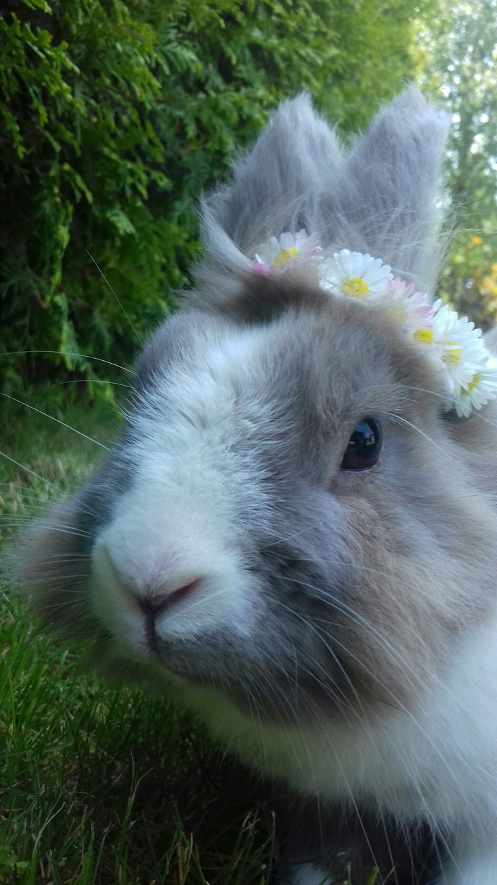Bunny 