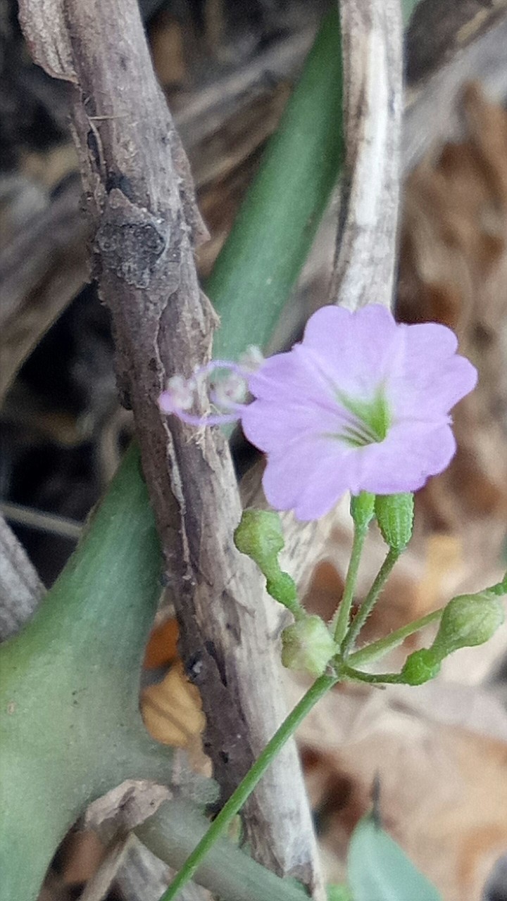 Smallest flower