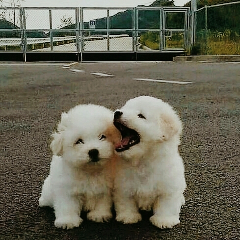 cute puppies