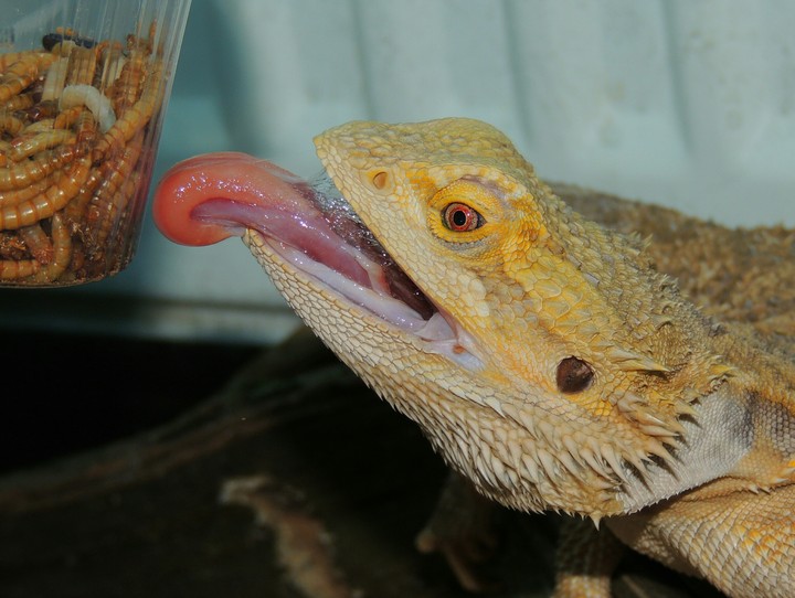 Lizard