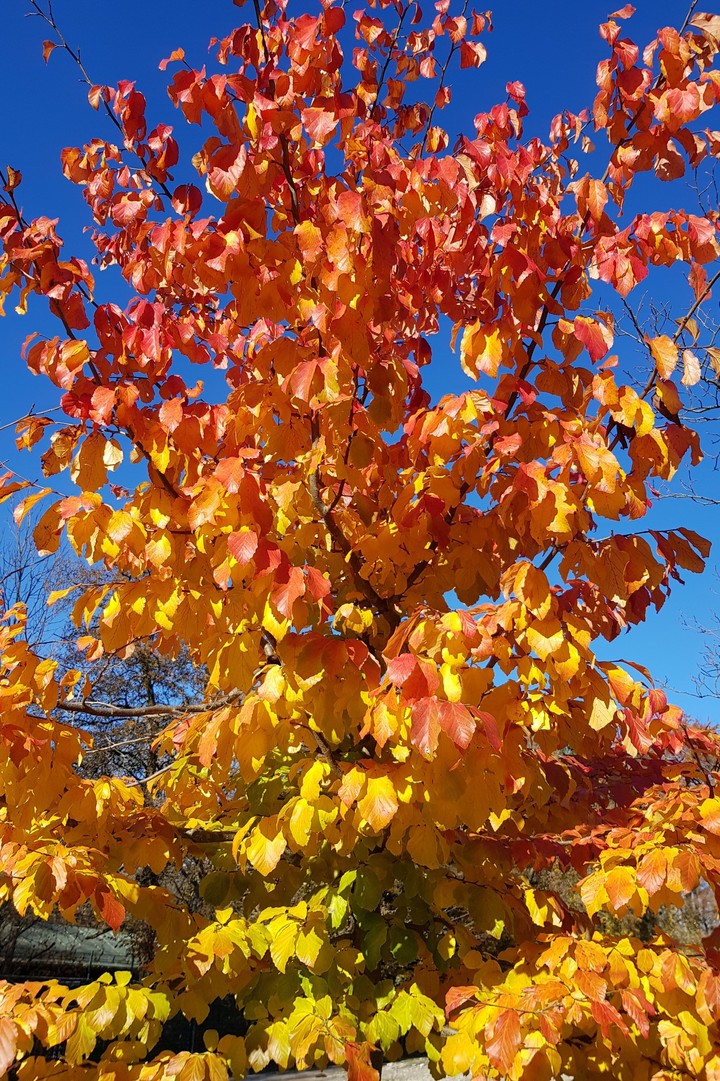 Herbst