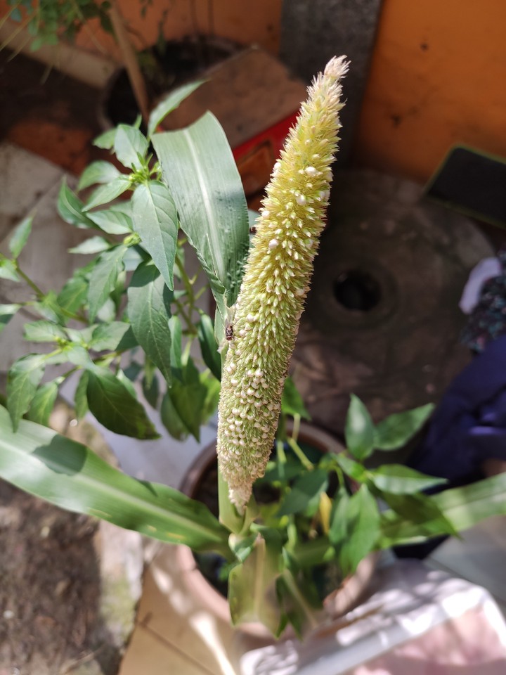 plant