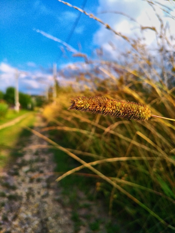 Grass