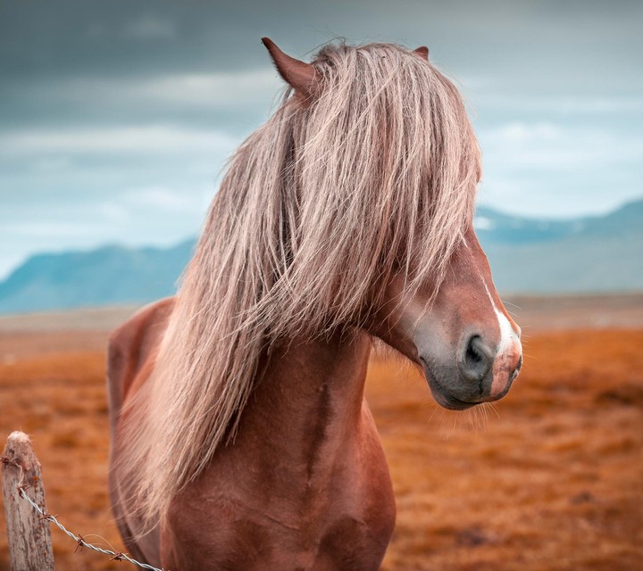 horse