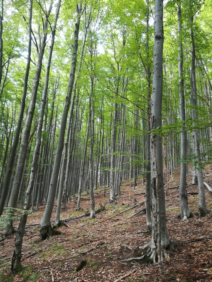 Trees