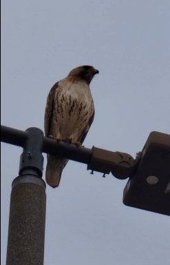 hawk