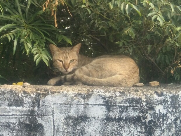 cat