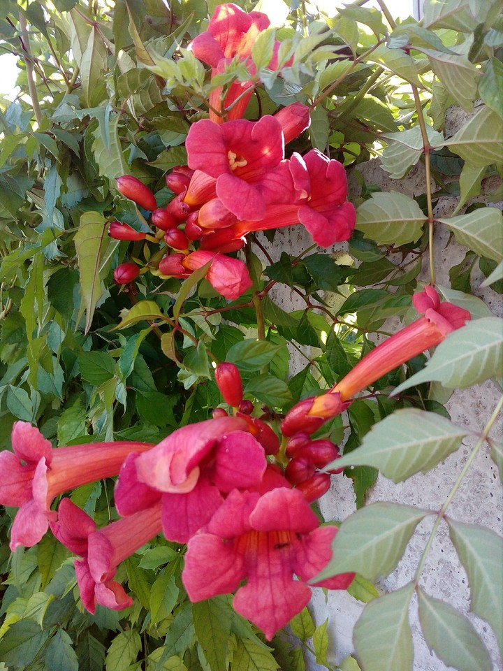 кампсис