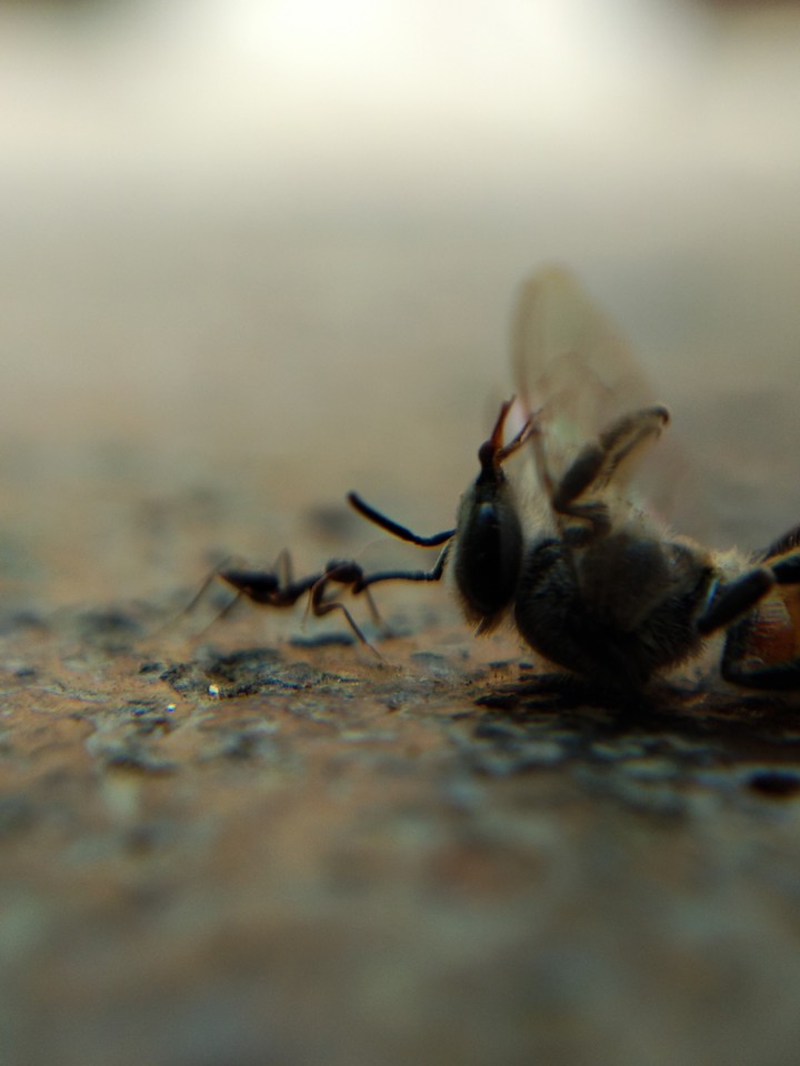 Death