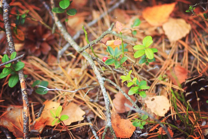 #forest