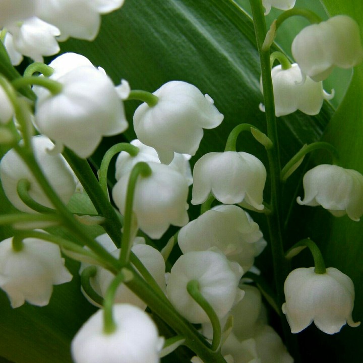 ...flowers
