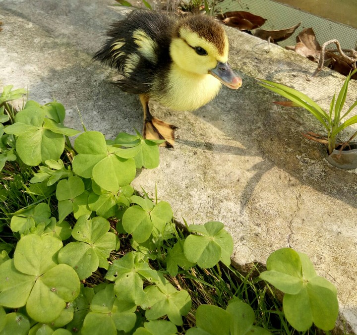 Duckling♥