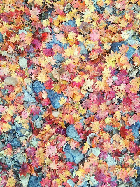 outumn leaves
