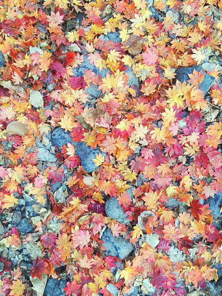 outumn leaves