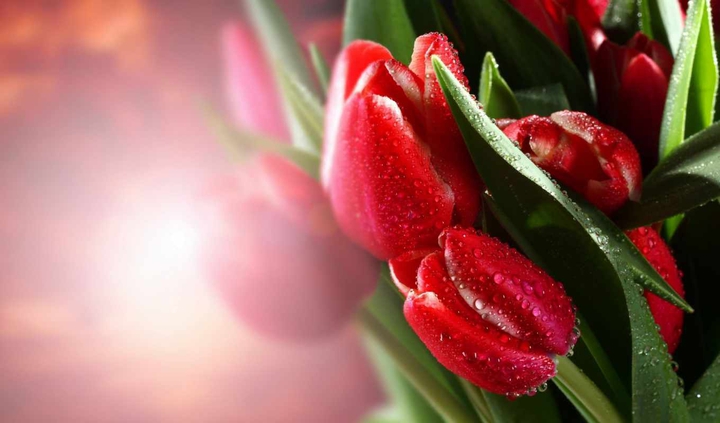 Tulipani