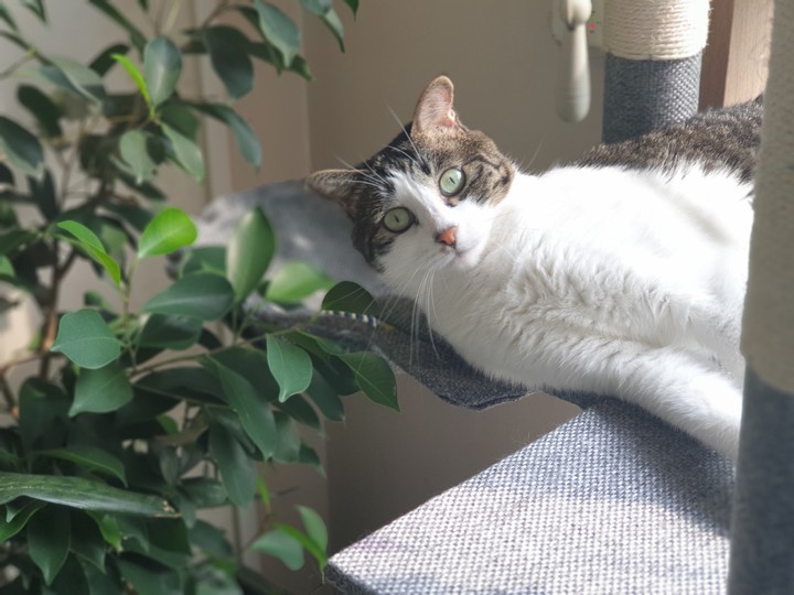 cat