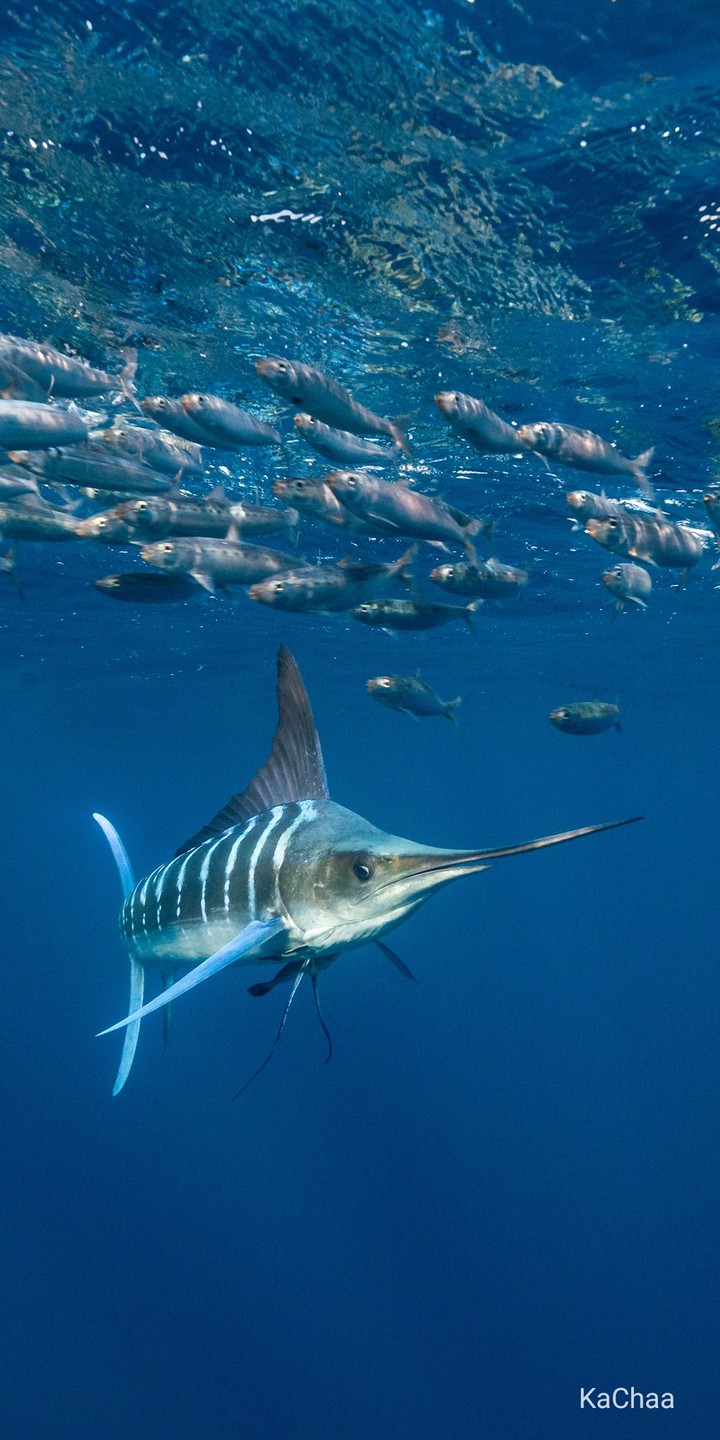 swim king