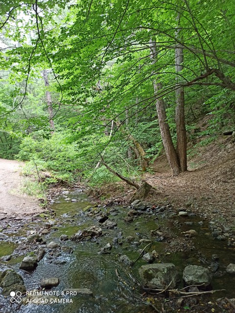sfondi watercourse, plant