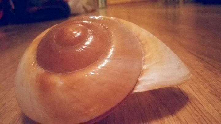 muszla