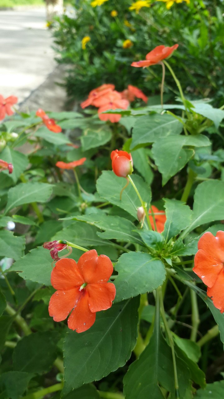 Gloomy Bloomy