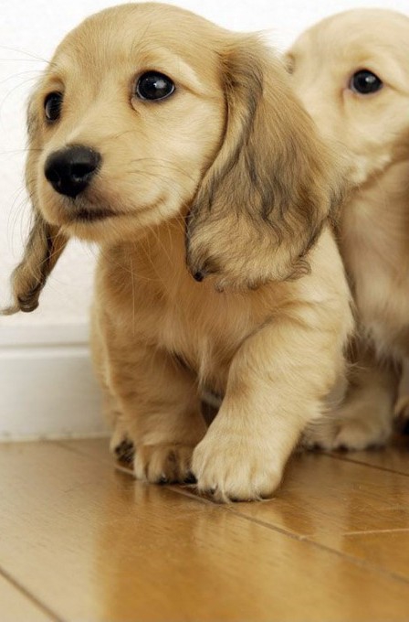 Dachshund Baby