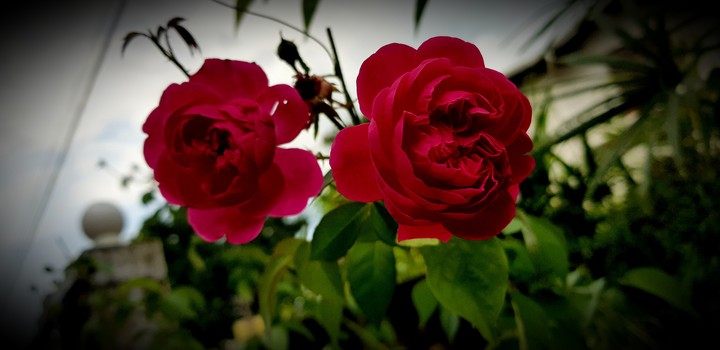 Red Rose