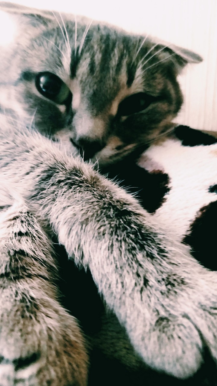 кшися