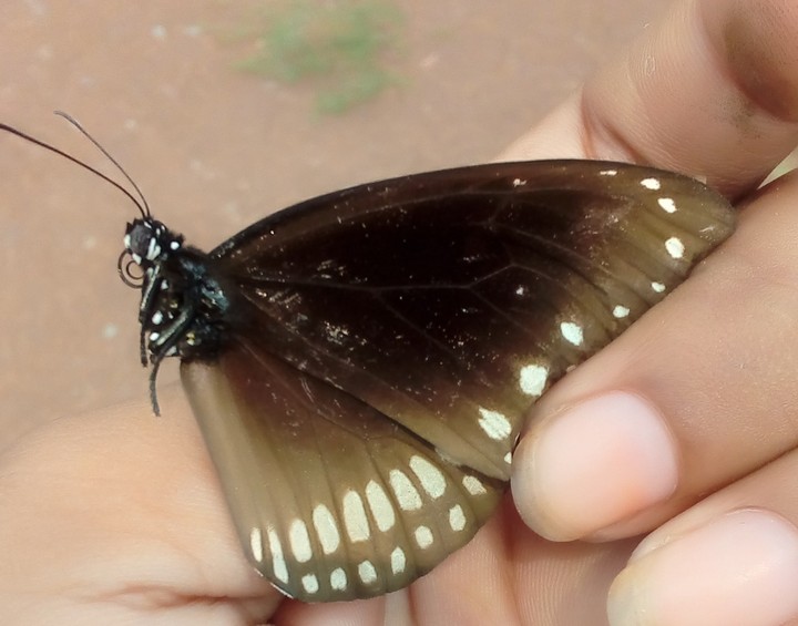 Onesided Butterfly
