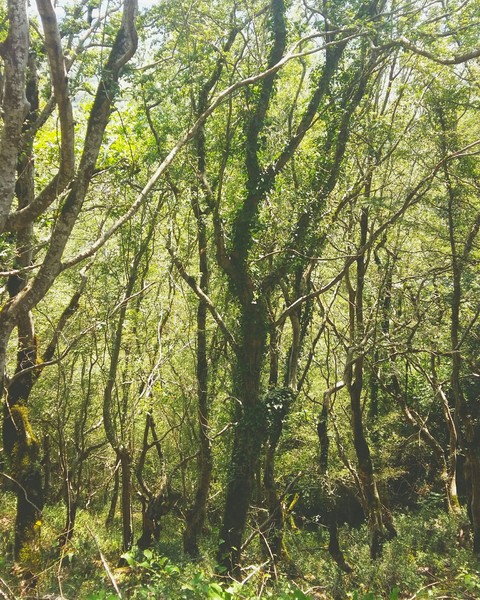 шпалери ecosystem, forest