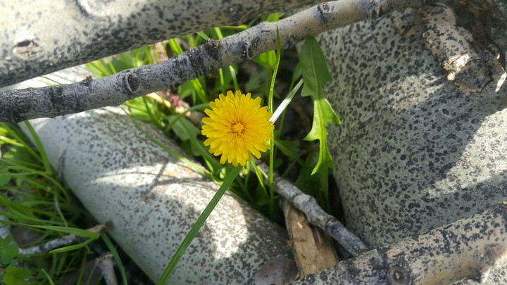 Daisy