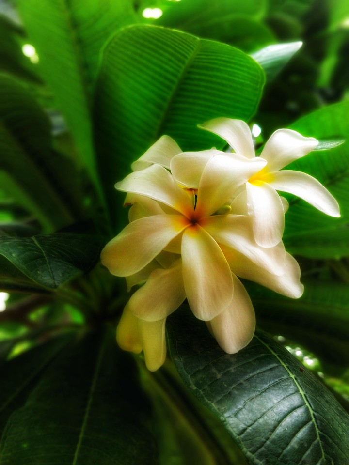 Pretty Flowers