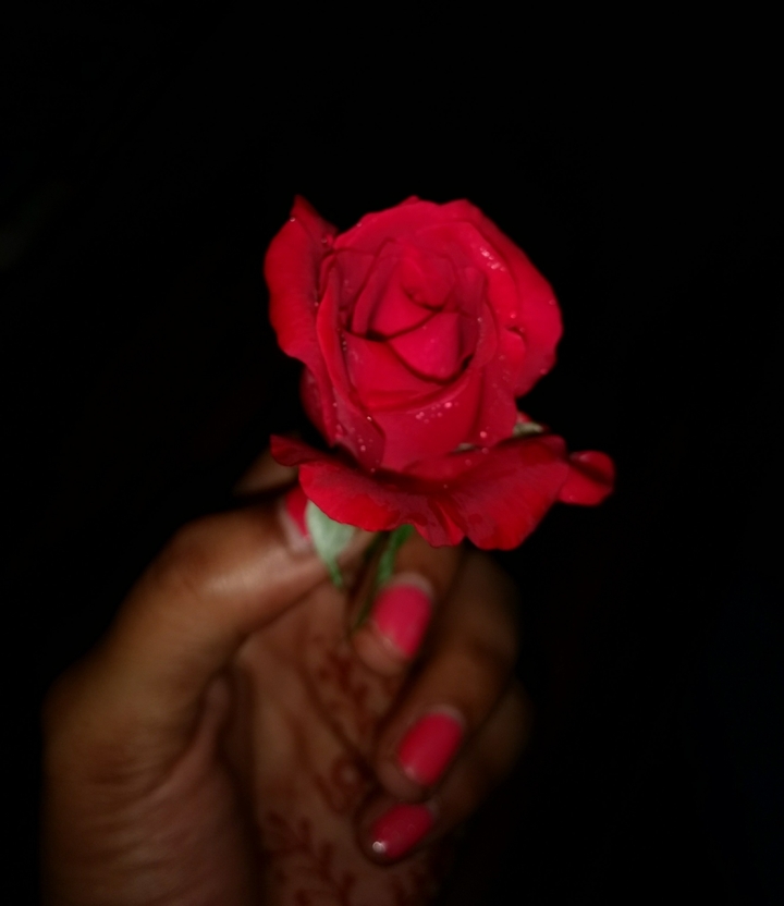 Red Rose