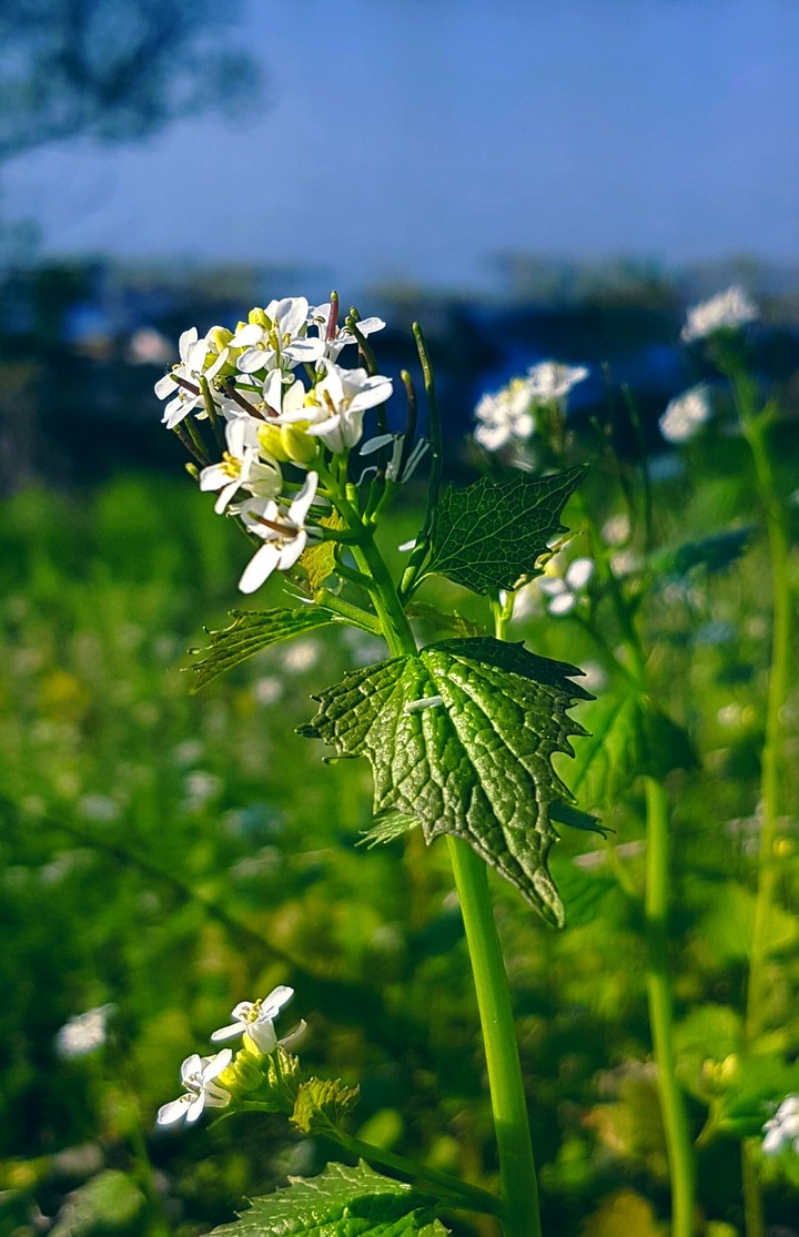 wild white