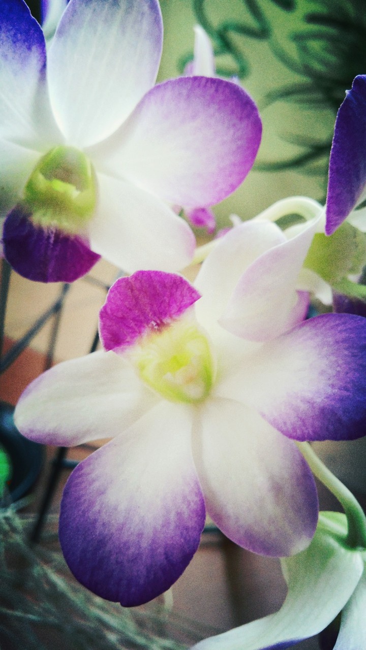 orchid Purple