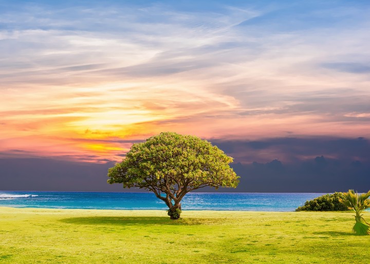 solo tree