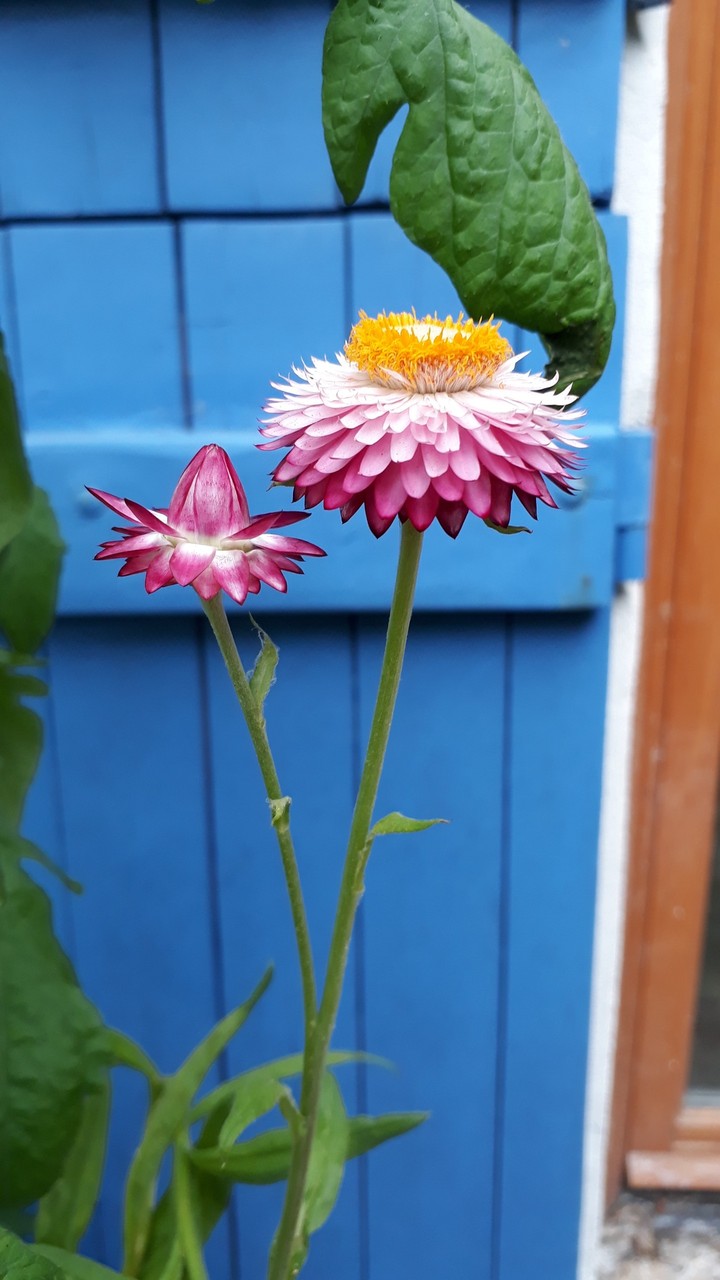 Fleurs