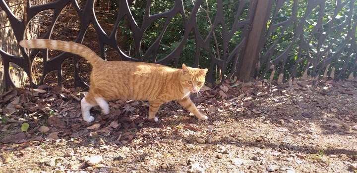cat