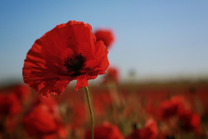 Field of poppies